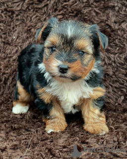 Zdjęcie №1. yorkshire terrier - na sprzedaż w Switzerland | 1435zł | Zapowiedź №129056