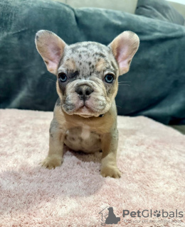 Zdjęcie №4. Sprzedam buldog francuski w Berlin. prywatne ogłoszenie - cena - 4784zł