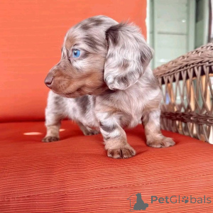 Zdjęcie №1.  - na sprzedaż w Arizona | 3244zł | Zapowiedź №161309