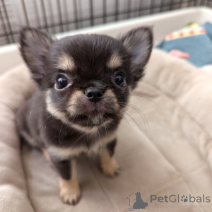 Zdjęcie №4. Sprzedam chihuahua (rasa psów) w Helsinki. prywatne ogłoszenie, ze schronu - cena - 2392zł