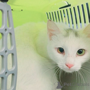 Zdjęcie №3. Młoda śnieżna -biała księżniczka z wieloma klasowymi oczami szuka domu !!!!. Białoruś