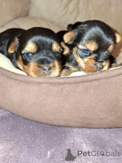 Zdjęcie №3. Orzech Täysiveriset yorkshirenterrierin. Finlandia