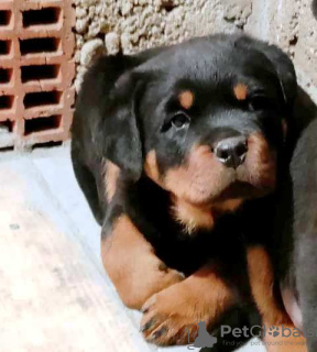 Zdjęcie №1. rottweiler - na sprzedaż w Belgrad | negocjowane | Zapowiedź №87014