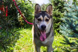 Zdjęcie №3. Asenka to mieszaniec husky, wspaniały pies! W dobrych rękach. Federacja Rosyjska