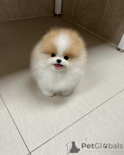 Zdjęcie №1. szpic miniaturowy - na sprzedaż w Lyulin, Sofia | negocjowane | Zapowiedź №147256