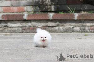 Zdjęcie №2 do zapowiedźy № 166625 na sprzedaż  szpic miniaturowy - wkupić się Niemcy prywatne ogłoszenie