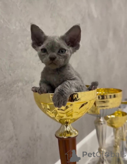 Zdjęcie №2 do zapowiedźy № 135672 na sprzedaż  devon rex - wkupić się USA hodowca