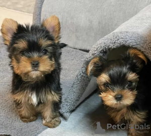 Zdjęcie №1. yorkshire terrier biewer - na sprzedaż w Piła | 1674zł | Zapowiedź №126673