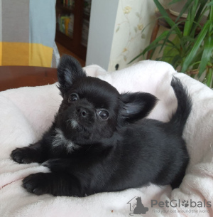 Zdjęcie №1. chihuahua (rasa psów) - na sprzedaż w Kijów | 2102zł | Zapowiedź №9532