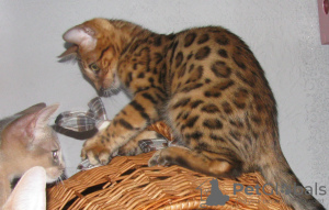 Zdjęcie №2 do zapowiedźy № 12808 na sprzedaż  kot bengalski - wkupić się Białoruś prywatne ogłoszenie, od żłobka