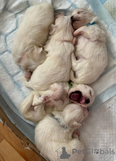 Zdjęcie №2 do zapowiedźy № 155660 na sprzedaż  pies nierasowy - wkupić się USA prywatne ogłoszenie