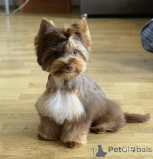 Zdjęcie №4. Sprzedam yorkshire terrier w Herceg Novi. prywatne ogłoszenie - cena - 3827zł