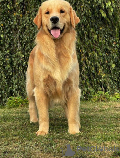 Zdjęcie №1. golden retriever - na sprzedaż w Wrocław | 14650zł | Zapowiedź №93590