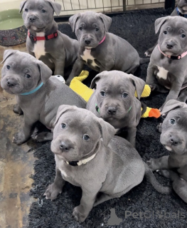 Zdjęcie №1. staffordshire bull terrier - na sprzedaż w Marsylia | negocjowane | Zapowiedź №163890