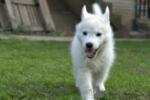 Dodatkowe zdjęcia: Szczenięta Siberian Husky