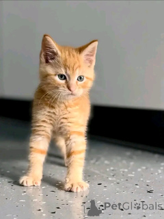 Zdjęcie №2 do zapowiedźy № 176743 na sprzedaż  maine coon - wkupić się Finlandia 