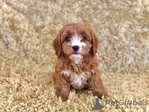 Zdjęcie №2 do zapowiedźy № 129926 na sprzedaż  kawapu - wkupić się Niemcy prywatne ogłoszenie