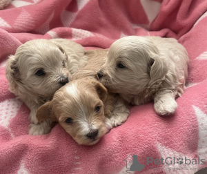 Zdjęcie №2 do zapowiedźy № 131221 na sprzedaż  pies nierasowy - wkupić się USA prywatne ogłoszenie