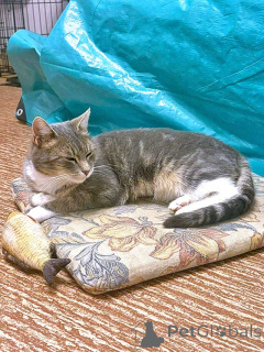 Zdjęcie №2 do zapowiedźy № 156355 na sprzedaż   - wkupić się Federacja Rosyjska prywatne ogłoszenie