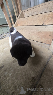 Zdjęcie №3. ** Urocze szczenięta Akita gotowe na ich wieczne domy! ** Szukasz lojalnego,. USA