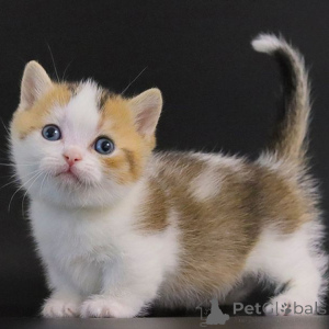 Zdjęcie №2 do zapowiedźy № 155601 na sprzedaż  munchkin - wkupić się Belgia 