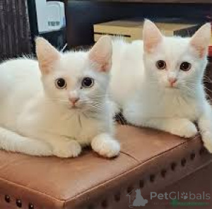 Zdjęcie №1. turecka angora - na sprzedaż w Helsinki | 2392zł | Zapowiedź № 166340