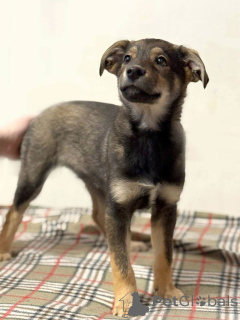 Zdjęcie №2 do zapowiedźy № 163756 na sprzedaż  pies nierasowy - wkupić się Federacja Rosyjska prywatne ogłoszenie