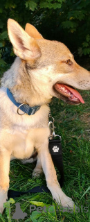 Zdjęcie №1. wilczak czechosłowacki - na sprzedaż w Mińsk | negocjowane | Zapowiedź №33280