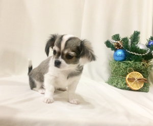 Zdjęcie №3. Chłopiec Chihuahua, genetyka kolorów, dokumenty RKF. Federacja Rosyjska
