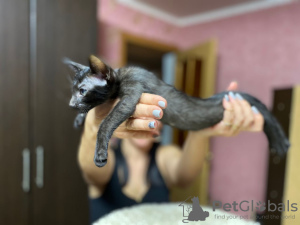 Zdjęcie №2 do zapowiedźy № 8467 na sprzedaż  kot orientalny - wkupić się Federacja Rosyjska 