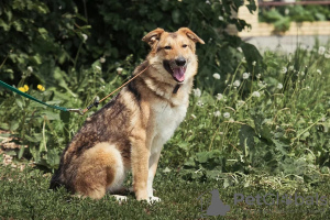 Zdjęcie №2 do zapowiedźy № 35329 na sprzedaż  pies nierasowy - wkupić się Federacja Rosyjska prywatne ogłoszenie