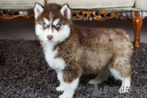 Dodatkowe zdjęcia: Szczenięta Siberian Husky gotowe