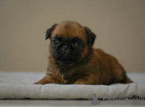 Zdjęcie №3. Urocza dziewczyna Petit Brabançon. Białoruś