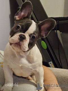 Zdjęcie №4. Sprzedam buldog francuski w Tallinn.  - cena - 7534zł