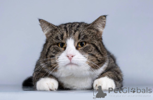 Zdjęcie №1.  - na sprzedaż w Chimki | Bezpłatny | Zapowiedź № 165121