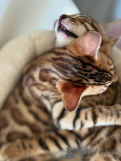 Zdjęcie №1. pudel (zabawka) - na sprzedaż w Berlin | 2631zł | Zapowiedź №163096