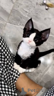 Zdjęcie №1. devon rex - na sprzedaż w Kraków | 2392zł | Zapowiedź № 173294