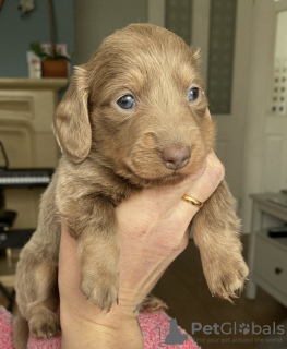 Zdjęcie №2 do zapowiedźy № 130888 na sprzedaż  jamnik - wkupić się Niemcy prywatne ogłoszenie