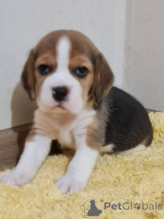 Zdjęcie №1. beagle (rasa psa) - na sprzedaż w Agia Marina | negocjowane | Zapowiedź №170476