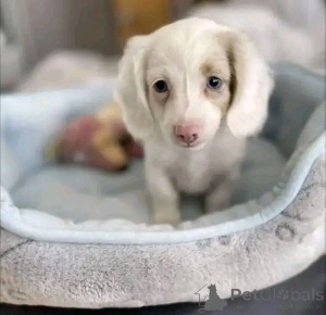 Zdjęcie №4. Sprzedam jamnik w Helsinki. prywatne ogłoszenie, ze schronu - cena - 2631zł