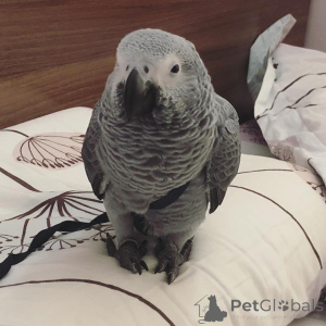 Zdjęcie №1. buldog amerykański, american bully, cocker spaniel amerykański, amerykański pitbulterier, basset hound, beagle (rasa psa) - na sprzedaż w Bronxville | negocjowane | Zapowiedź №145244