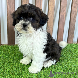 Zdjęcie №1. pies nierasowy - na sprzedaż w Baienfurt | 1435zł | Zapowiedź №151465