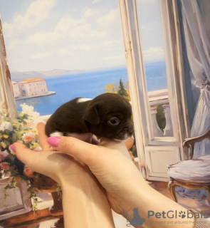Zdjęcie №4. Sprzedam chihuahua (rasa psów) w Petersburg. prywatne ogłoszenie - cena - 3094zł