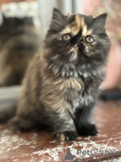 Zdjęcie №4. Sprzedam maine coon w Bruksela.  - cena - Bezpłatny