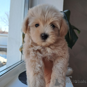 Zdjęcie №3. Drogi Maltip. Białoruś