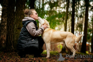 Dodatkowe zdjęcia: Przystojny husky Hart jest w dobrych rękach