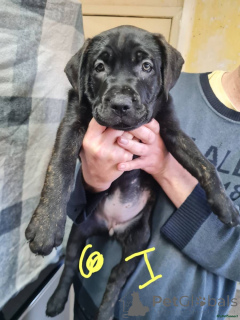 Zdjęcie №3. Pressa Cane Corso... Kontakty poprzez WhatsApp pod numerem 44 7453 907158. Niemcy