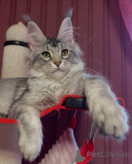 Zdjęcie №2 do zapowiedźy № 160663 na sprzedaż  maine coon - wkupić się Wielka Brytania hodowca