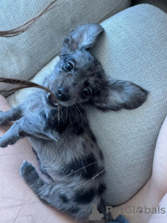 Zdjęcie №1. jamnik - na sprzedaż w Leverkusen | negocjowane | Zapowiedź №144306