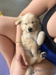 Zdjęcie №2 do zapowiedźy № 174975 na sprzedaż  golden retriever - wkupić się Niemcy prywatne ogłoszenie